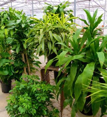 Green Plant - Designer\'s Choice