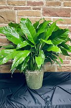 Golden Spathiphyllum