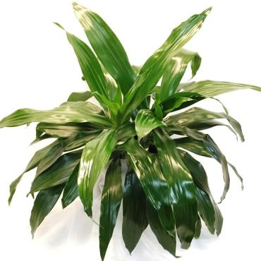 Dracena