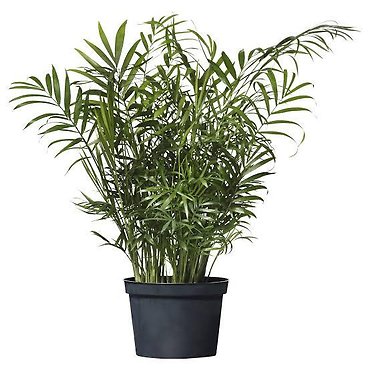 Bella Palm