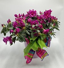 Spring Time Azalea Plant