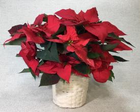 Red Poinsettia- Large