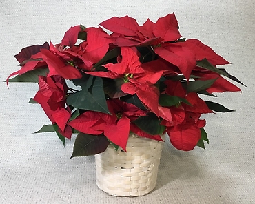 Red Poinsettia- Small