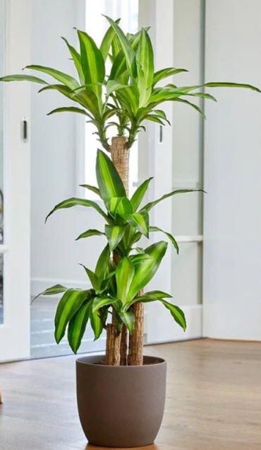 Dracaena Massangeana Cane