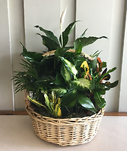 Planter Basket