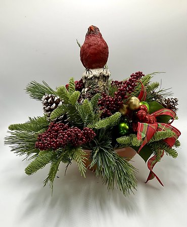Cardinal in the Pine