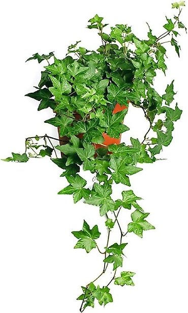 Ivy Plant