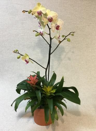 Orchid & Bromeliad Planter