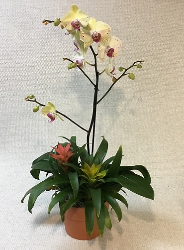 Orchid & Bromeliad Planter