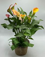 Calla Lily plant
