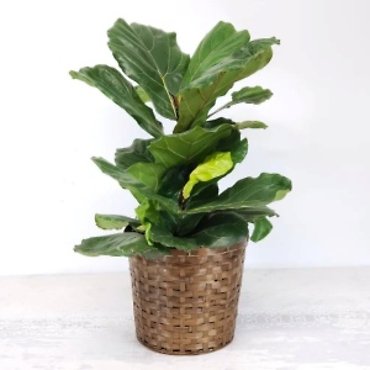 Fiddle Leaf Fig