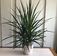 Dracaena Marginata