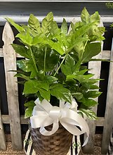 Fatsia 8\"