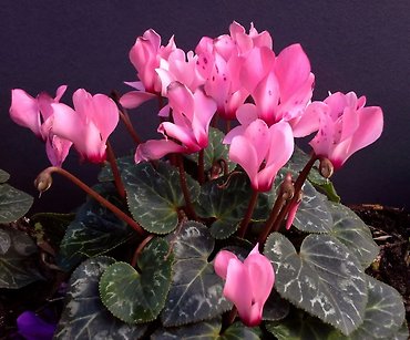 Cyclamen Plant