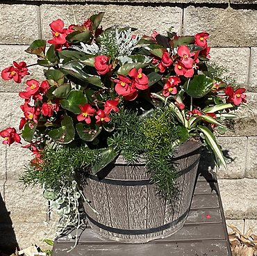 Whiskey Barrel Planter * Shade
