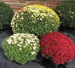 Outdoor Hardy Mum Plant