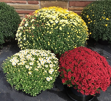 Outdoor Hardy Mum Plant
