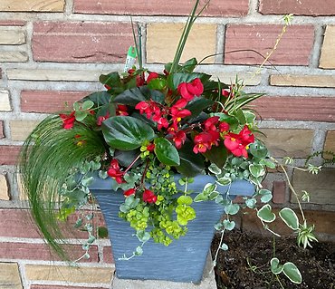 Antique White Planter - Shade