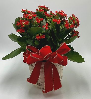 Kalanchoe