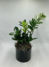 ZZ Plant