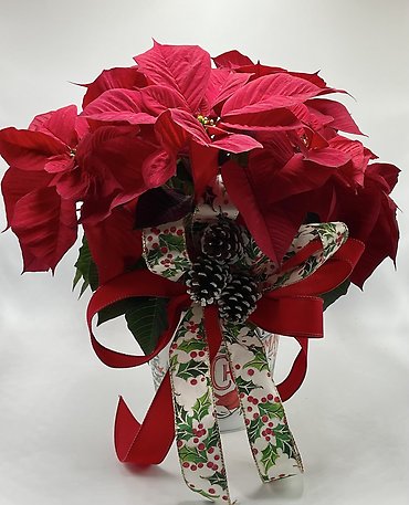 Red Poinsettia- Small