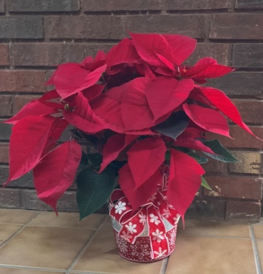 Poinsettia in Holiday Container