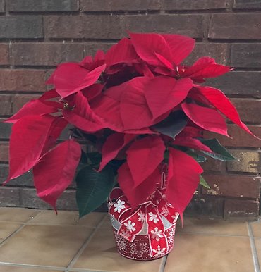 Poinsettia in Holiday Container