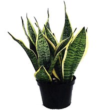 Mother In Law Plant