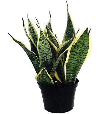 Mother In Law Plant