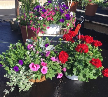 Hanging Basket  Sun or Shade