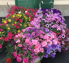 Locally Grown Hanging Basket Shade