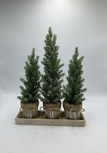 Trio of Christmas Trees
