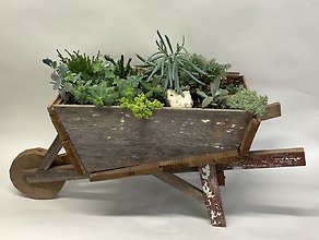 Wheelbarrow of Succulents