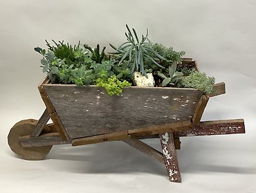 Wheelbarrow of Succulents