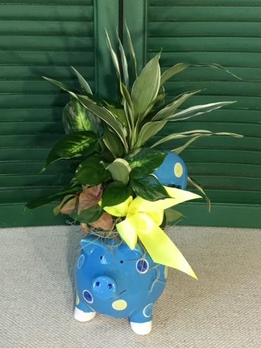 Piggy Bank Planter *Blue, Pink or Green Available*