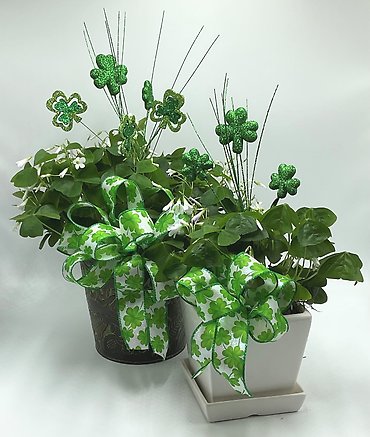 Shamrock Plant