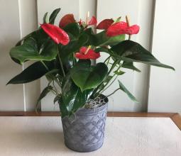 Tropical Anthurium Plant