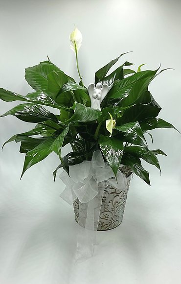 Angelic Spathiphyllum