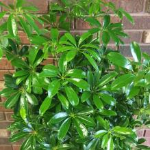 Arboricola Schefflera
