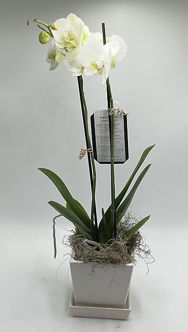 Phalaenopsis Orchid-Ceramic
