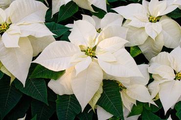 White Poinsettia