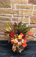 Croton Plant
