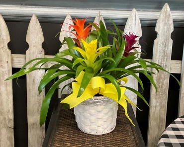 Bromeliad Garden