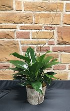 Rustic Spathiphyllum