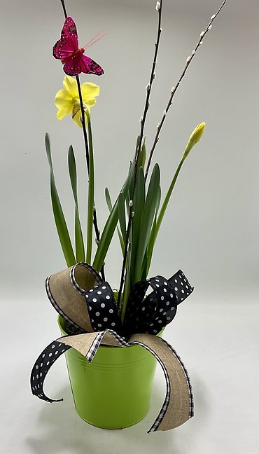 Daffodil Garden-Grn