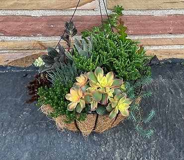 Hanging Succulent Garden