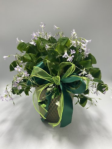 Shamrock Plant- Medium
