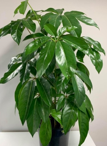 Schefflera Amate