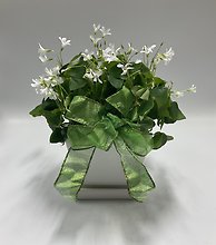 Shamrock Plant- Small