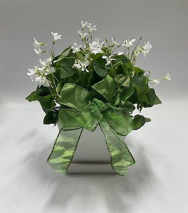 Shamrock Plant- Small